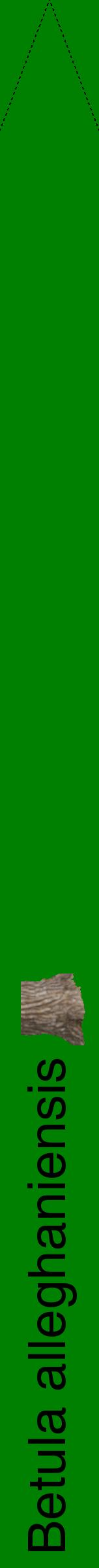 Étiquette de : Betula alleghaniensis - format b - style noire9hel avec comestibilité simplifiée