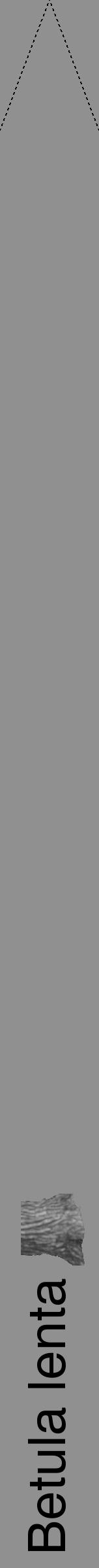 Étiquette de : Betula lenta - format b - style noire4hel avec comestibilité simplifiée - position verticale