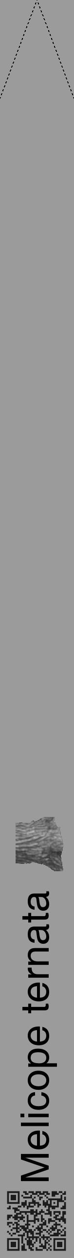 Étiquette de : Melicope ternata - format b - style noire52hel avec qrcode et comestibilité simplifiée - position verticale
