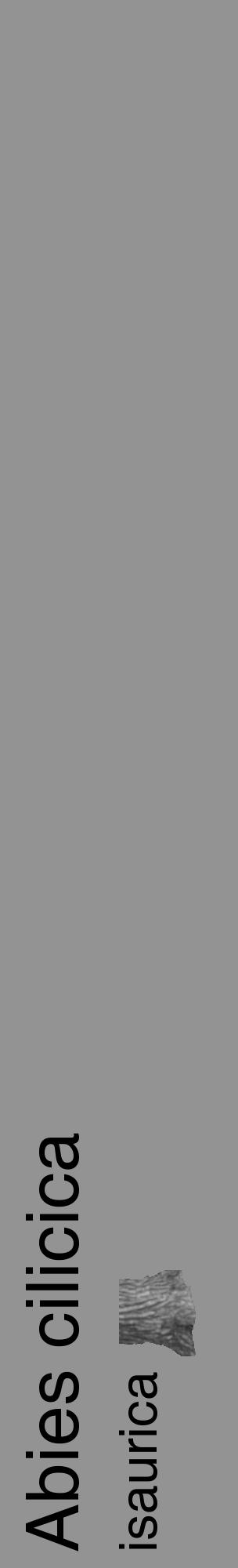 Étiquette de : Abies cilicica isaurica - format c - style noire44_basique_basiquehel avec comestibilité simplifiée - position verticale