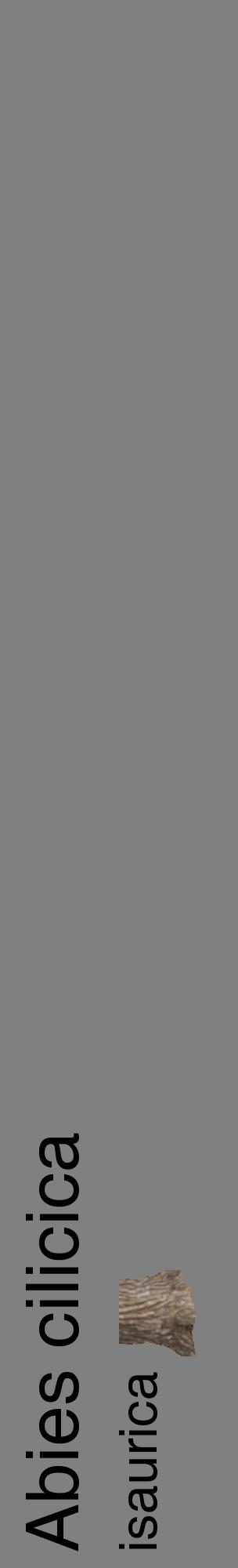 Étiquette de : Abies cilicica isaurica - format c - style noire57_basiquehel avec comestibilité simplifiée
