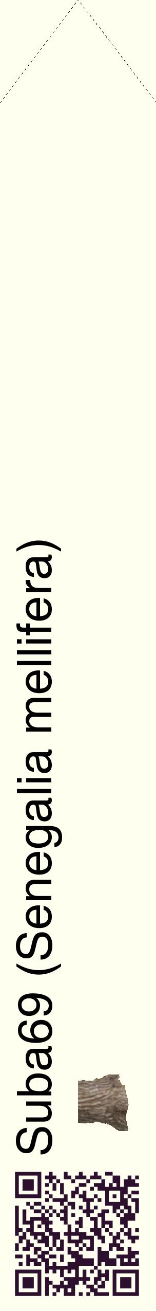 Étiquette de : Senegalia mellifera - format c - style noire19_simplehel avec qrcode et comestibilité simplifiée