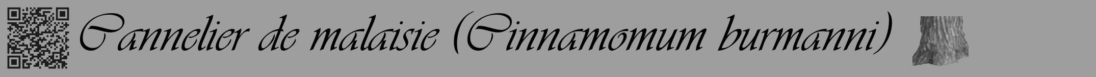 Étiquette de : Cinnamomum burmanni - format a - style noire23simpleviv avec qrcode et comestibilité simplifiée