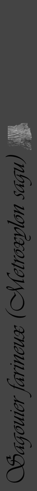 Étiquette de : Metroxylon sagu - format a - style noire48viv avec comestibilité simplifiée - position verticale