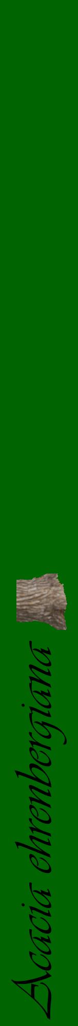 Étiquette de : Acacia ehrenbergiana - format a - style noire8viv avec comestibilité simplifiée
