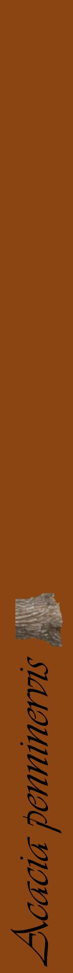 Étiquette de : Acacia penninervis - format a - style noire30viv avec comestibilité simplifiée
