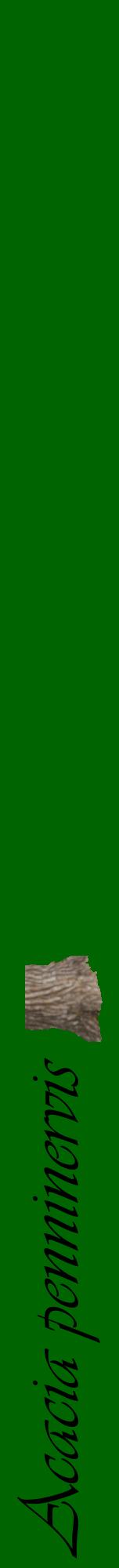 Étiquette de : Acacia penninervis - format a - style noire8viv avec comestibilité simplifiée