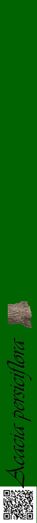 Étiquette de : Acacia persiciflora - format a - style noire8viv avec qrcode et comestibilité simplifiée