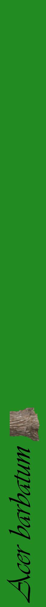 Étiquette de : Acer barbatum - format a - style noire10viv avec comestibilité simplifiée