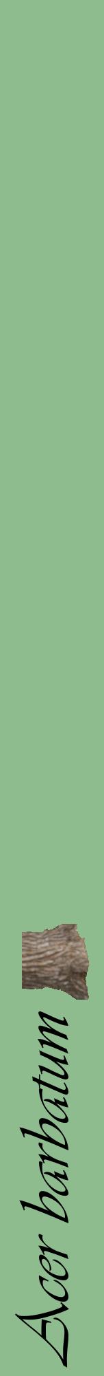 Étiquette de : Acer barbatum - format a - style noire13viv avec comestibilité simplifiée