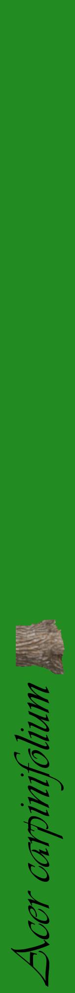 Étiquette de : Acer carpinifolium - format a - style noire10viv avec comestibilité simplifiée