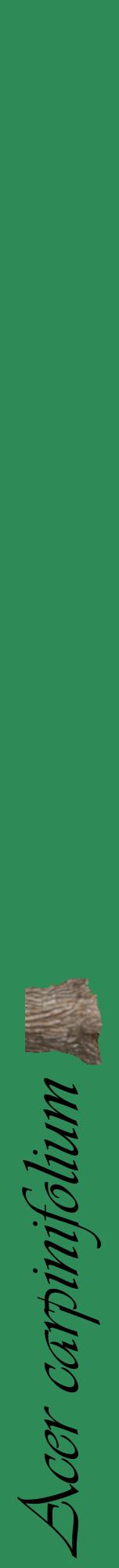 Étiquette de : Acer carpinifolium - format a - style noire11viv avec comestibilité simplifiée