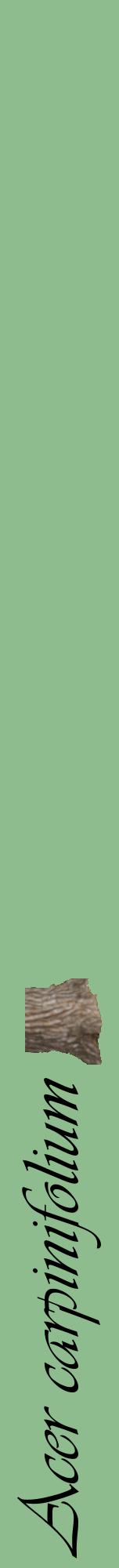 Étiquette de : Acer carpinifolium - format a - style noire13viv avec comestibilité simplifiée