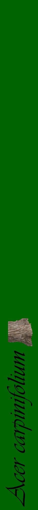 Étiquette de : Acer carpinifolium - format a - style noire8viv avec comestibilité simplifiée