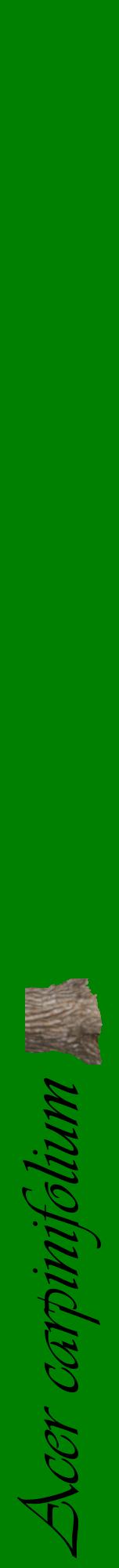 Étiquette de : Acer carpinifolium - format a - style noire9viv avec comestibilité simplifiée
