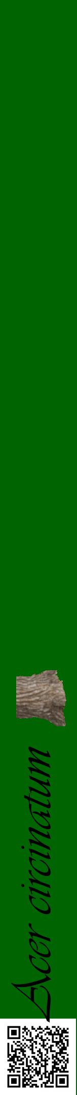 Étiquette de : Acer circinatum - format a - style noire8viv avec qrcode et comestibilité simplifiée