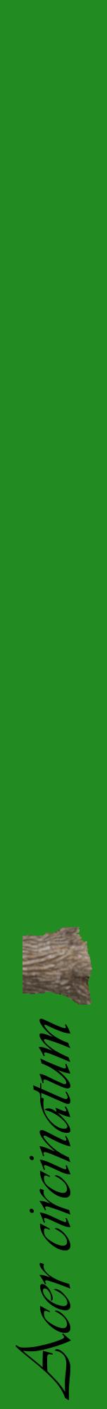Étiquette de : Acer circinatum - format a - style noire10viv avec comestibilité simplifiée
