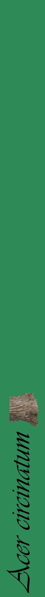 Étiquette de : Acer circinatum - format a - style noire11viv avec comestibilité simplifiée