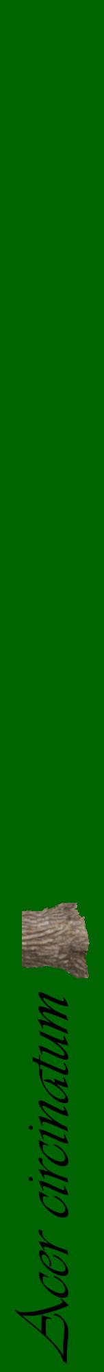 Étiquette de : Acer circinatum - format a - style noire8viv avec comestibilité simplifiée
