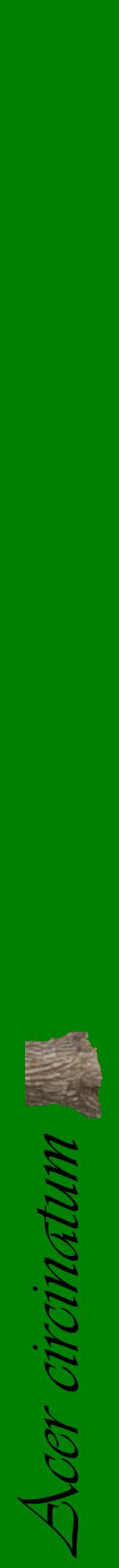 Étiquette de : Acer circinatum - format a - style noire9viv avec comestibilité simplifiée