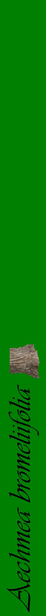 Étiquette de : Aechmea bromeliifolia - format a - style noire9viv avec comestibilité simplifiée
