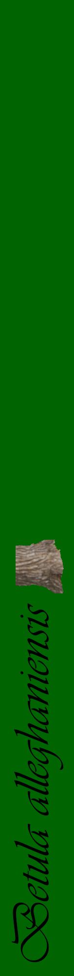 Étiquette de : Betula alleghaniensis - format a - style noire8viv avec comestibilité simplifiée