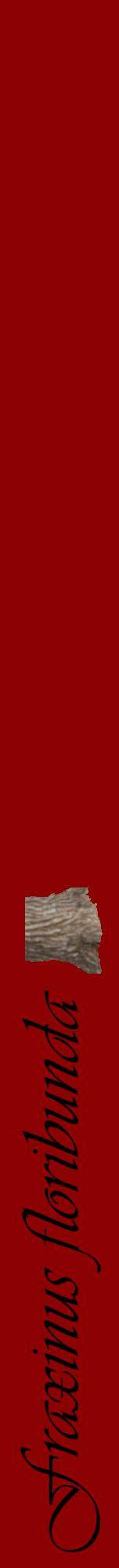 Étiquette de : Fraxinus floribunda - format a - style noire34viv avec comestibilité simplifiée