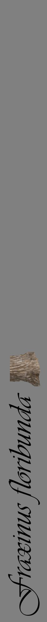 Étiquette de : Fraxinus floribunda - format a - style noire57viv avec comestibilité simplifiée