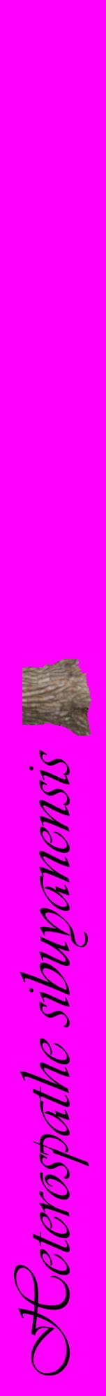 Étiquette de : Heterospathe sibuyanensis - format a - style noire51viv avec comestibilité simplifiée