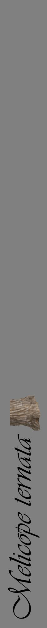 Étiquette de : Melicope ternata - format a - style noire57viv avec comestibilité simplifiée