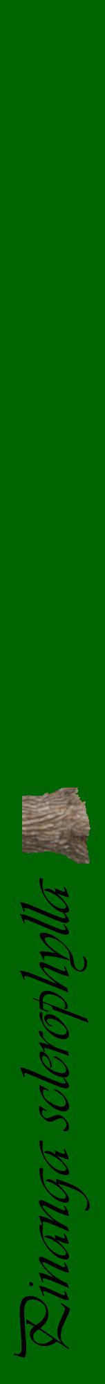 Étiquette de : Pinanga sclerophylla - format a - style noire8viv avec comestibilité simplifiée