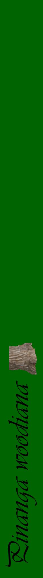 Étiquette de : Pinanga woodiana - format a - style noire8viv avec comestibilité simplifiée