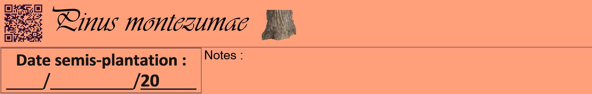 Étiquette de : Pinus montezumae - format a - style noire39basiqueviv avec qrcode et comestibilité simplifiée