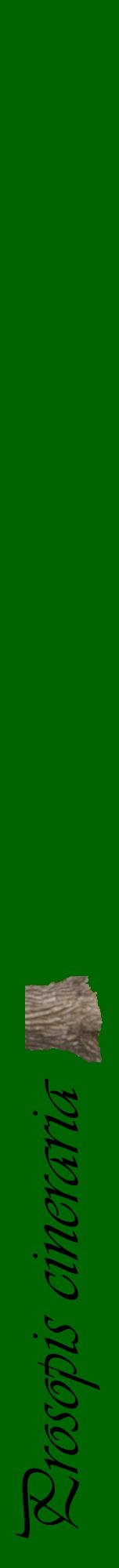 Étiquette de : Prosopis cineraria - format a - style noire8viv avec comestibilité simplifiée