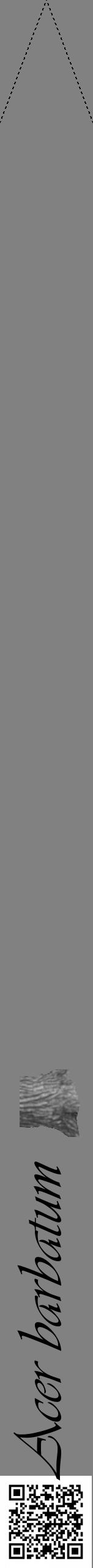 Étiquette de : Acer barbatum - format b - style noire50viv avec qrcode et comestibilité simplifiée - position verticale