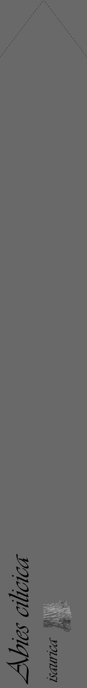 Étiquette de : Abies cilicica isaurica - format c - style noire11_simple_simpleviv avec comestibilité simplifiée - position verticale