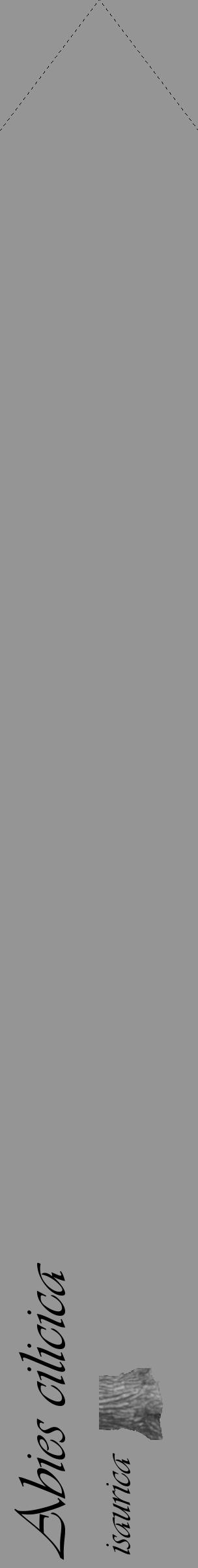 Étiquette de : Abies cilicica isaurica - format c - style noire16_simple_simpleviv avec comestibilité simplifiée - position verticale