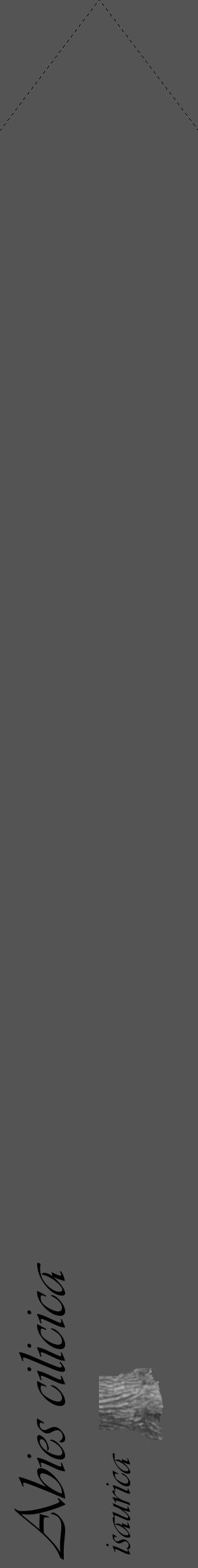 Étiquette de : Abies cilicica isaurica - format c - style noire30_simple_simpleviv avec comestibilité simplifiée - position verticale