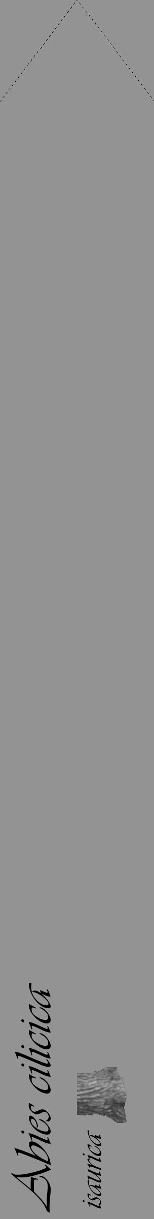 Étiquette de : Abies cilicica isaurica - format c - style noire44_simple_simpleviv avec comestibilité simplifiée - position verticale