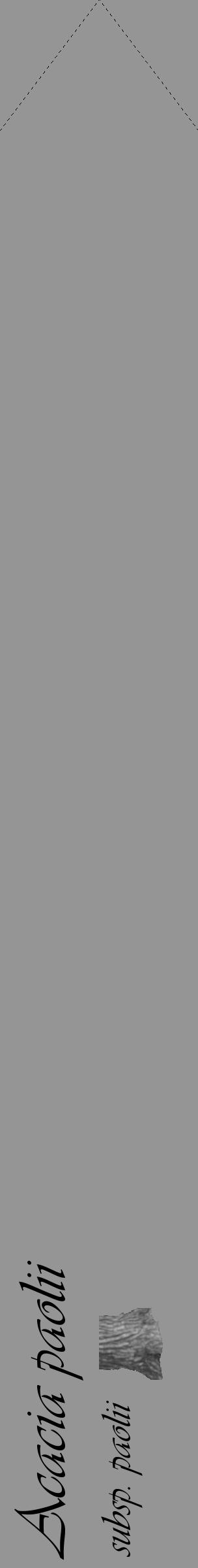 Étiquette de : Acacia paolii subsp. paolii - format c - style noire16_simple_simpleviv avec comestibilité simplifiée - position verticale