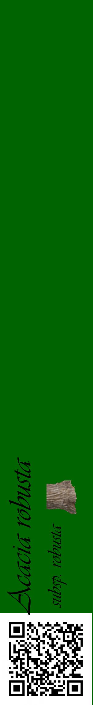 Étiquette de : Acacia robusta subsp. robusta - format c - style noire8_basiqueviv avec qrcode et comestibilité simplifiée