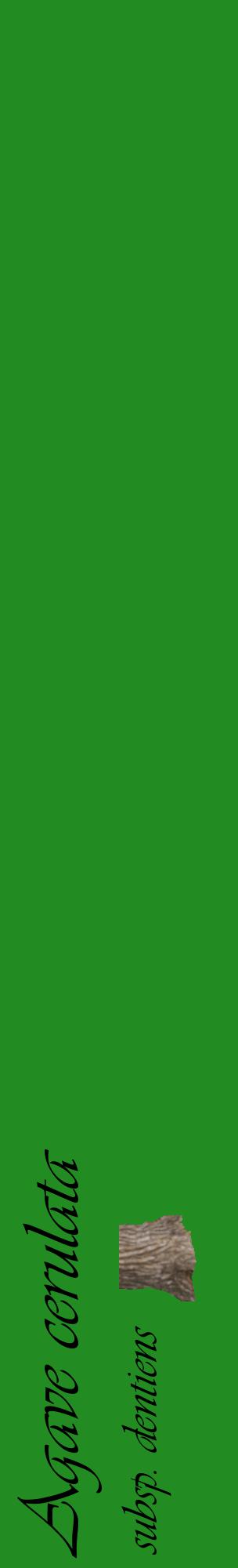 Étiquette de : Agave cerulata subsp. dentiens - format c - style noire10_basiqueviv avec comestibilité simplifiée