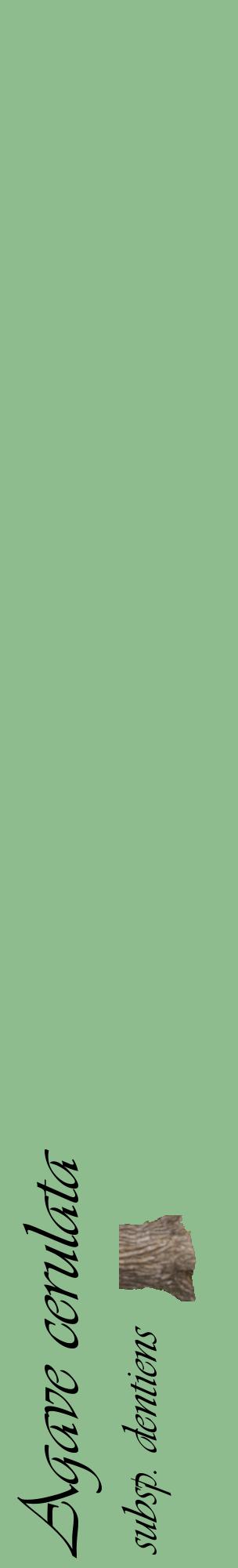 Étiquette de : Agave cerulata subsp. dentiens - format c - style noire13_basiqueviv avec comestibilité simplifiée