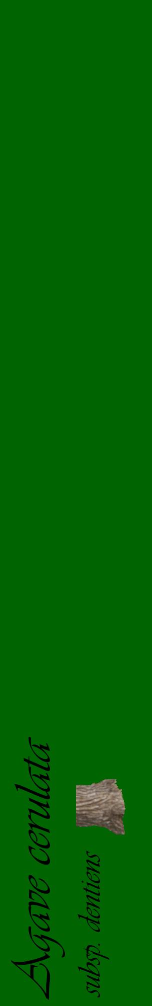 Étiquette de : Agave cerulata subsp. dentiens - format c - style noire8_basiqueviv avec comestibilité simplifiée