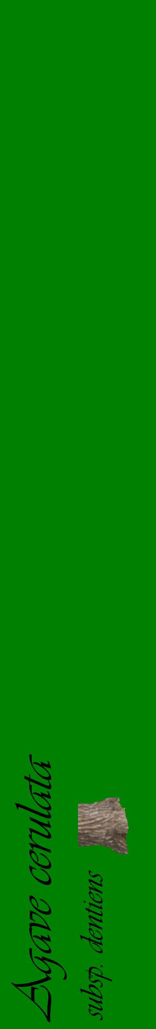 Étiquette de : Agave cerulata subsp. dentiens - format c - style noire9_basiqueviv avec comestibilité simplifiée