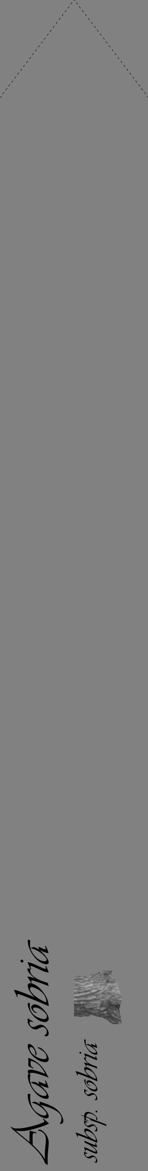 Étiquette de : Agave sobria subsp. sobria - format c - style noire50_simple_simpleviv avec comestibilité simplifiée - position verticale