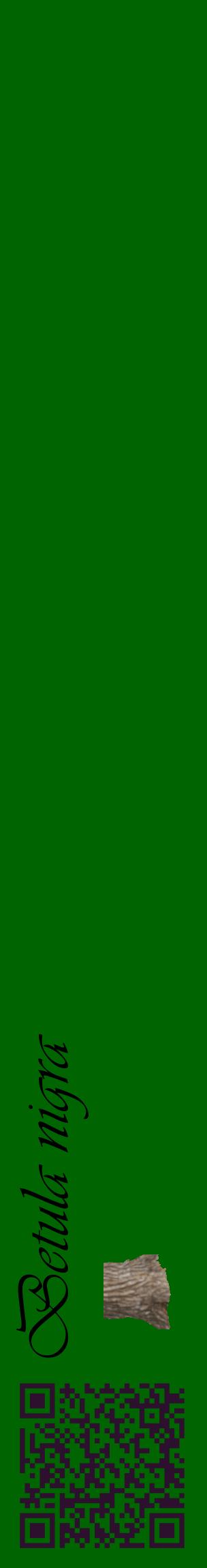 Étiquette de : Betula nigra - format c - style noire8_basiqueviv avec qrcode et comestibilité simplifiée