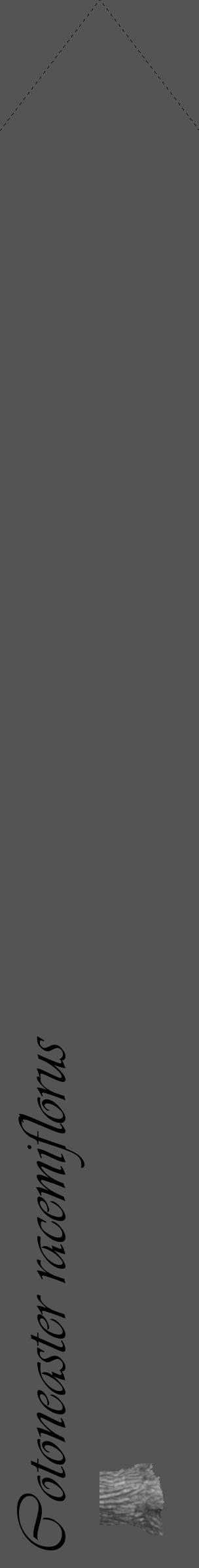Étiquette de : Cotoneaster racemiflorus - format c - style noire36_simple_simpleviv avec comestibilité simplifiée - position verticale