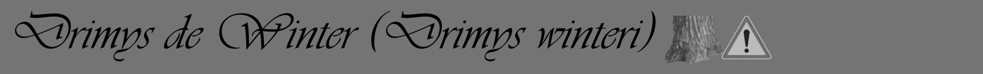 Étiquette de : Drimys winteri - format a - style noire26viv avec comestibilité simplifiée