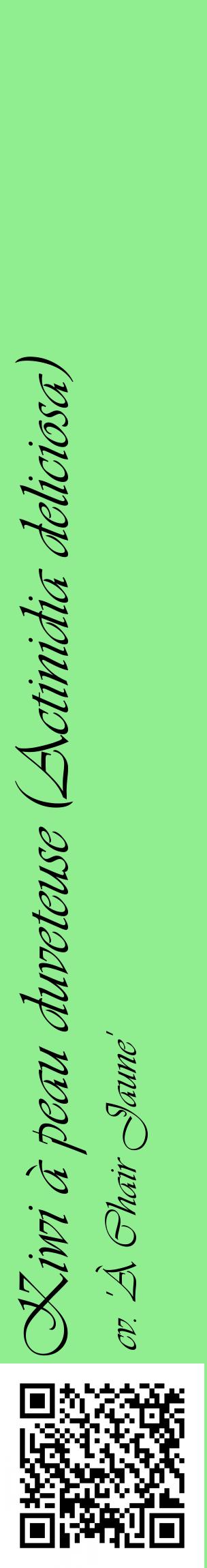Étiquette de : Actinidia deliciosa cv. 'À Chair Jaune' - format c - style noire15_basiqueviv avec qrcode et comestibilité